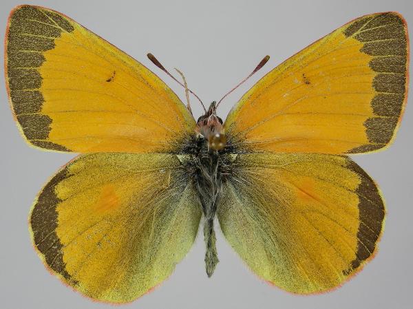 Photo of Colias hecla by Norbert Kondla